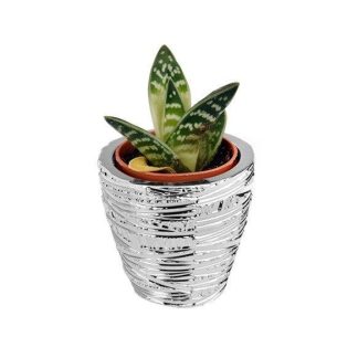 Vase for Succulent Plants Argenesi